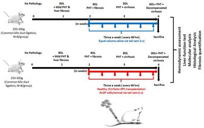 Cirrhotic Endothelial Progenitor Cells Enhance Liver Angiogenesis and Fibrosis and Aggravate Portal Hypertension in Bile Duct-Ligated Cirrhotic Rats